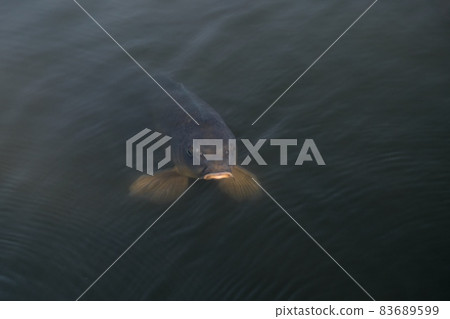[Tokyo] Koishikawa Korakuen (carp in the pond) 83689599