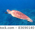Encounter sea turtles in tropical snorkeling 83690140