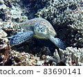 Encounter sea turtles in tropical snorkeling 83690141