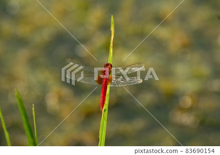 Shojo Dragonfly 140815 pm 1:33 83690154