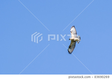 [野鳥] 禿鷹在空中盤旋 83690269