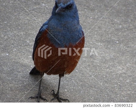 Male blue rock thrush from the front 83690322