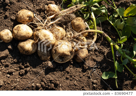 收穫新土豆 秋季土豆 83690477