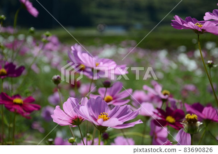 A lot of pink cosmos are in bloom. A lot of pink cosmos are in bloom. 83690826