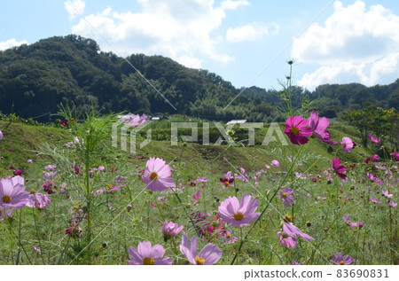 Japanese countryside cosmos field Japanese countryside cosmos field 83690831