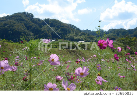 Landscape of cosmos fields in the Japanese countryside Landscape of cosmos fields in the Japanese countryside 83690833