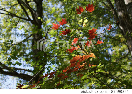 走四季秋天Tashima Kogen種植園 走四季秋天Tashima Kogen種植園 83690855