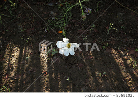 A single white flower and sunbeams A single white flower and sunbeams 83691023
