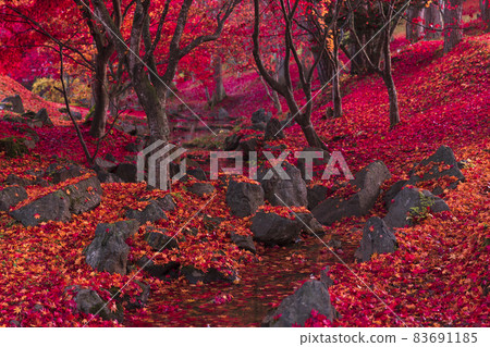 Cuckoo Forest Echoland Autumn 83691185