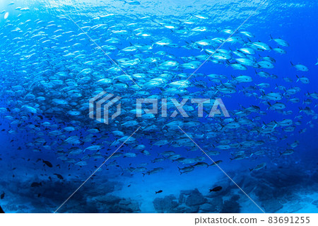 Cabopurmo 的竹莢魚部落 Cabopurmo 的竹莢魚部落 83691255