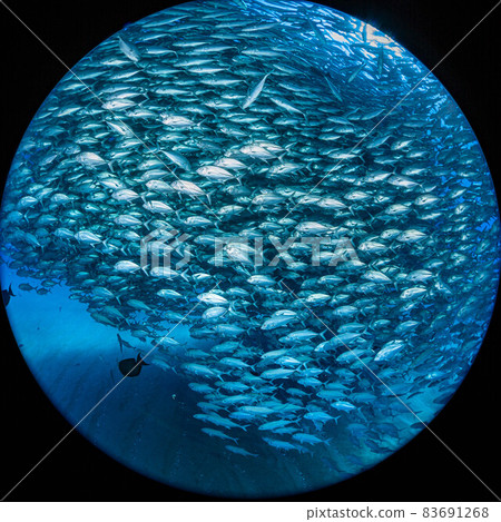 Cabopurmo 的竹莢魚部落 Cabopurmo 的竹莢魚部落 83691268