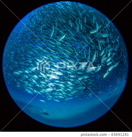 Cabopurmo 的竹莢魚部落 Cabopurmo 的竹莢魚部落 83691281