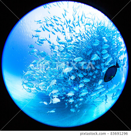 Horde of horse mackerel of Cabopurmo Horde of horse mackerel of Cabopurmo 83691296