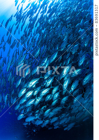 Cabopurmo 的竹莢魚部落 83691317