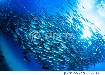 Cabopurmo 的竹莢魚部落 83691318