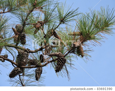 “西達松”的大松果 83691390