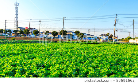 A specialty cabbage and radish field in Miura City, Kanagawa Prefecture, on the Shonan Miura Peninsula (winter) A specialty cabbage and radish field in Miura City, Kanagawa Prefecture, on the Shonan Miura Peninsula (winter) 83691662