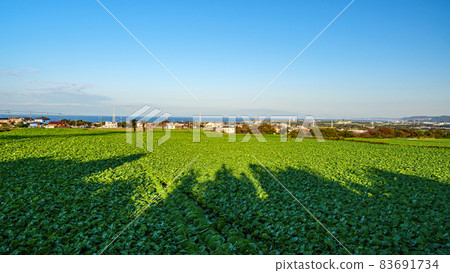 A specialty cabbage and radish field in Miura City, Kanagawa Prefecture, on the Shonan Miura Peninsula (winter) A specialty cabbage and radish field in Miura City, Kanagawa Prefecture, on the Shonan Miura Peninsula (winter) 83691734