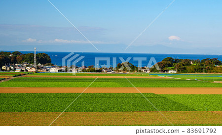 A specialty cabbage and radish field in Miura City, Kanagawa Prefecture, on the Shonan Miura Peninsula (winter) A specialty cabbage and radish field in Miura City, Kanagawa Prefecture, on the Shonan Miura Peninsula (winter) 83691792