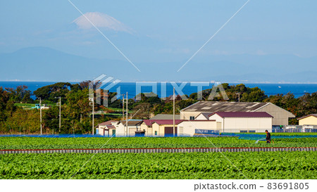 位於湘南三浦半島的神奈川縣三浦市的特產白菜蘿蔔田(冬季) 位於湘南三浦半島的神奈川縣三浦市的特產白菜蘿蔔田(冬季) 83691805