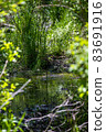 Scenery in the forest of Kushiro Wetland, Hokkaido 83691916