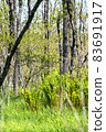 Scenery in the forest of Kushiro Wetland, Hokkaido 83691917