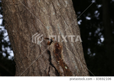 A giant hornet that comes to an oak tree and sucks sap A giant hornet that comes to an oak tree and sucks sap 83692106