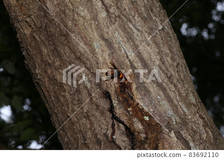 A giant hornet that comes to an oak tree and sucks sap A giant hornet that comes to an oak tree and sucks sap 83692110