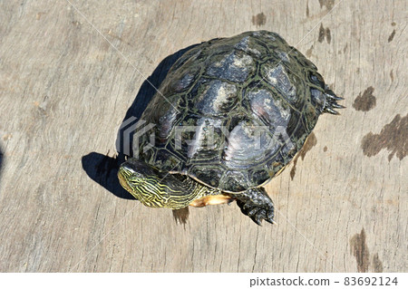 Reeve's turtle caught in a gravel hole on the Sagami River 83692124