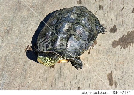 Reeve's turtle caught in a gravel hole on the Sagami River Reeve's turtle caught in a gravel hole on the Sagami River 83692125