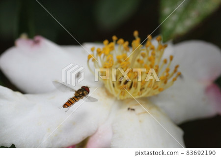 Marmalade hoverfly that came to the flower of Sasanqua Marmalade hoverfly that came to the flower of Sasanqua 83692190