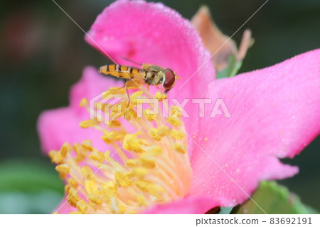 Marmalade hoverfly that came to the flower of Sasanqua Marmalade hoverfly that came to the flower of Sasanqua 83692191