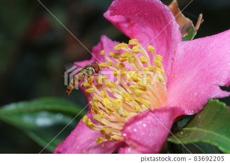 來到Sasanqua花的果醬食蚜蠅 83692205