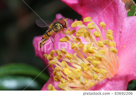 Marmalade hoverfly that came to the flower of Sasanqua Marmalade hoverfly that came to the flower of Sasanqua 83692206