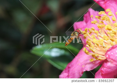 Marmalade hoverfly that came to the flower of Sasanqua Marmalade hoverfly that came to the flower of Sasanqua 83692207