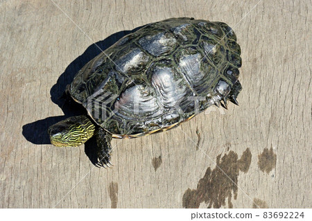 Reeve's turtle caught in a gravel hole on the Sagami River 83692224