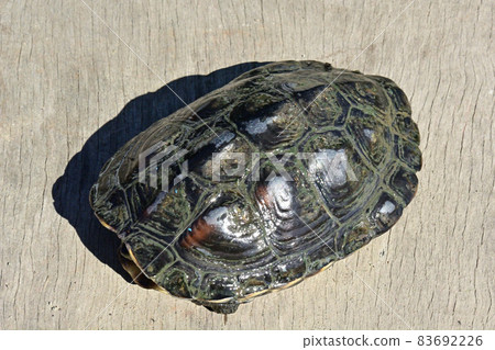 Reeve's turtle caught in a gravel hole on the Sagami River 83692226