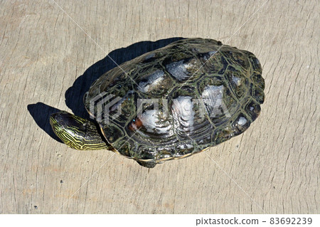 Reeve's turtle caught in a gravel hole on the Sagami River 83692239