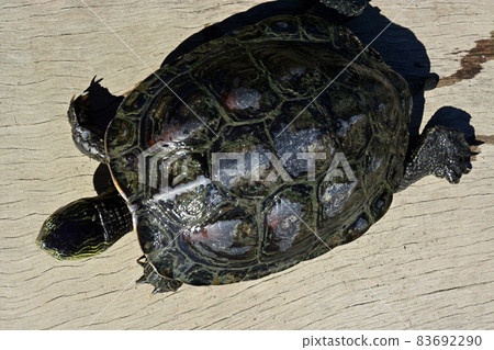 Reeve's turtle caught in a gravel hole on the Sagami River 83692290