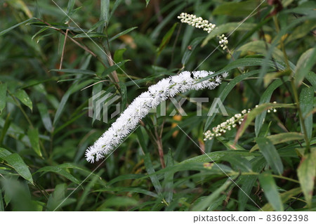 Actaea simplex that blooms white florets like spikes from summer to autumn in the mountains 83692398
