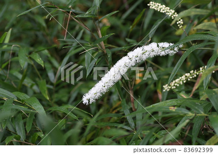 Actaea simplex that blooms white florets like spikes from summer to autumn in the mountains 83692399