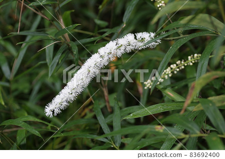 從夏天到秋天在山上開出像尖刺一樣的白色小花的單純Actaea simplex 83692400