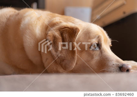 [Pet] Labrador retriever kept indoors [Dog] 83692460
