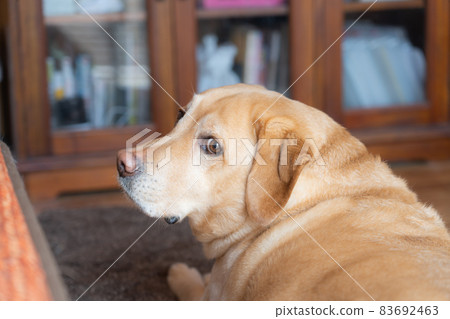 [Pet] Labrador retriever kept indoors [Dog] 83692463