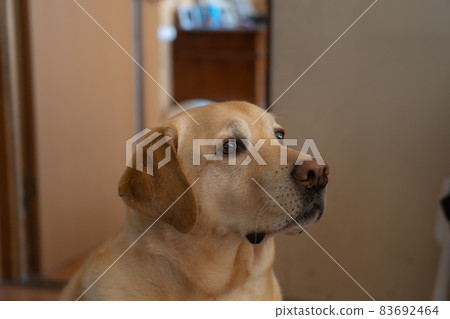 [Pet] Labrador retriever kept indoors [Dog] 83692464