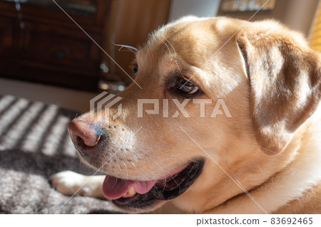[Pet] Labrador retriever kept indoors [Dog] 83692465