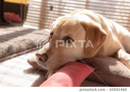 [Pet] Labrador retriever kept indoors [Dog] 83692466