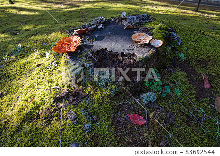 Municipal Museum of Art 83692544