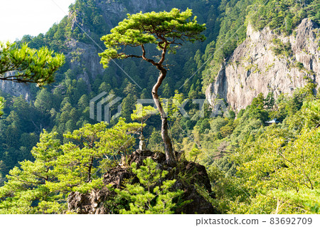 [Aichi Prefecture] Horaisan Toshogu 83692709