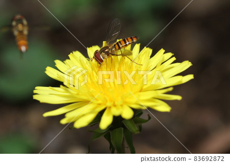 Marmalade hoverfly that came to the dandelion flower Marmalade hoverfly that came to the dandelion flower 83692872
